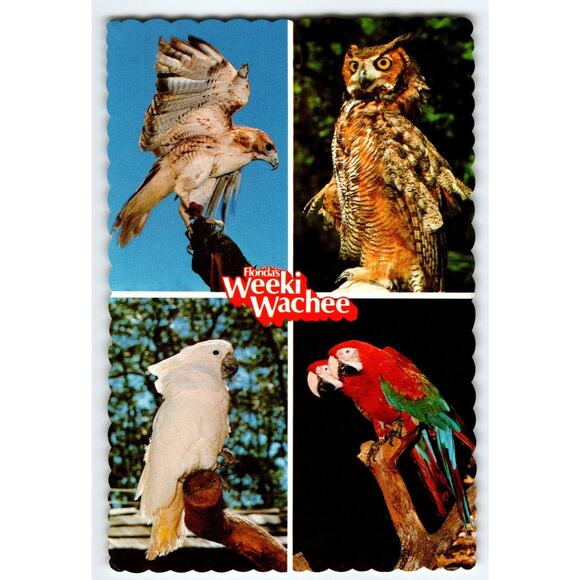 Weeki Wachee Florida Chrome Postcard Exotic Wild Birds Owl Hawk Parrots 1982 - Picture 1 of 2